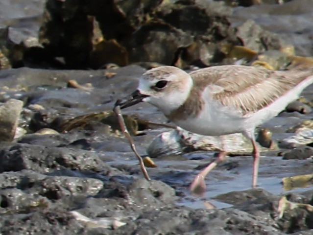 Wilson's Plovers